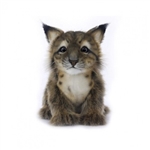 Handcrafted 6 Inch Lifelike Lynx Cub Stuffed Animal by Hansa