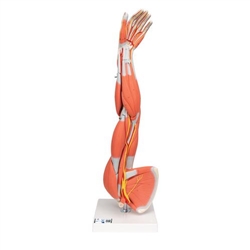 3B Scientific Muscle Arm Model, 3/4 Life-Size, 6 Part - 3B Smart Anatomy
