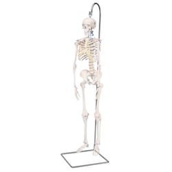 3B Scientific Mini Human Skeleton Model Shorty on Hanging Stand, Half Natural Size - 3B Smart Anatomy