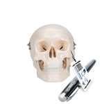 3B Scientific Mini Human Skull Model, 3 - Part (Skullcap, Base of Skull, Mandible) - 3B Smart Anatomy