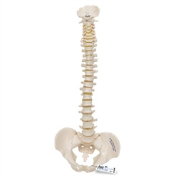 3B Scientific Mini Human Spinal Column Model, Flexible Mounted - 3B Smart Anatomy