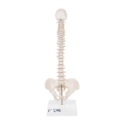 3B Scientific Mini Human Spinal Column Model, Flexible Mounted, on Removable Base - 3B Smart Anatomy