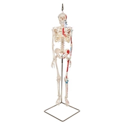 3B Scientific Mini Human Skeleton Shorty with Painted Muscles on Hanging Stand, Half Natural Size - 3B Smart Anatomy