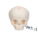 3B Scientific Foetal Skull Model, Natural Cast, 30th Week of Pregnancy - 3B Smart Anatomy