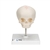 3B Scientific Foetal Skull Model, Natural Cast, 30th week of Pregnancy, on Stand - 3B Smart Anatomy