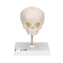3B Scientific Foetal Skull Model, Natural Cast, 30th week of Pregnancy, on Stand - 3B Smart Anatomy