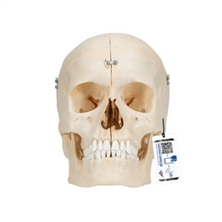 3B Scientific BONElike Human Bony Skull Model, 6 Part - 3B Smart Anatomy