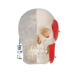 3B Scientific BONElike Human Skull Model, Half Transparent & Half Bony, 8 Part - 3B Smart Anatomy