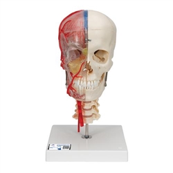 3B Scientific BONElike Human Skull Model, Half Transparent & Half Bony, Complete with Brain & Vertebrae - 3B Smart Anatomy