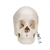 3B Scientific Beauchene Adult Human Skull Model, Bone Colored Version, 22 Part - 3B Smart Anatomy