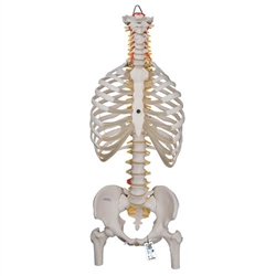 3B Scientific Classic Flexible Human Spine Model with Ribs & Femur Heads - 3B Smart Anatomy