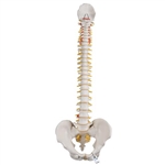 3B Scientific Classic Flexible Human Spine Model - 3B Smart Anatomy