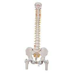 3B Scientific Classic Flexible Human Spine Model with Femur Heads - 3B Smart Anatomy