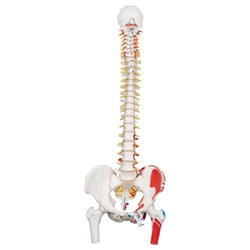 3B Scientific Classic Human Flexible Spine Model with Femur Heads & Painted Muscles - 3B Smart Anatomy