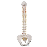 3B Scientific Classic Flexible Human Spine Model with Female Pelvis - 3B Smart Anatomy
