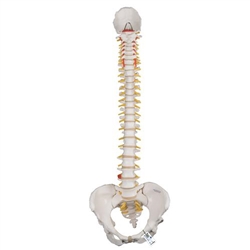3B Scientific Classic Flexible Human Spine Model with Female Pelvis - 3B Smart Anatomy