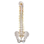 3B Scientific Deluxe Flexible Human Spine Model with Sacral Opening - 3B Smart Anatomy