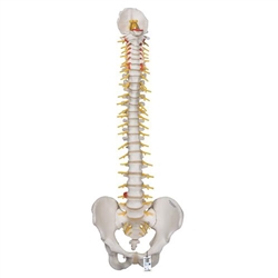 3B Scientific Deluxe Flexible Human Spine Model with Sacral Opening - 3B Smart Anatomy