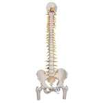 3B Scientific Deluxe Flexible Human Spine Model with Femur Heads & Sacral Opening - 3B Smart Anatomy
