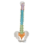 3B Scientific Didactic Flexible Human Spine Model - 3B Smart Anatomy