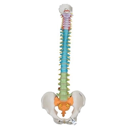3B Scientific Didactic Flexible Human Spine Model - 3B Smart Anatomy