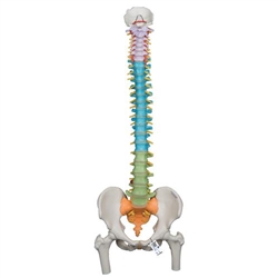 3B Scientific Didactic Flexible Human Spine Model with Femur Heads - 3B Smart Anatomy