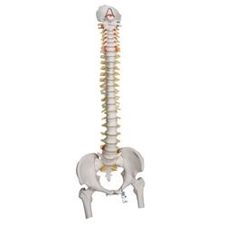 3B Scientific Highly Flexible Human Spine Model, Mounted on a Flexible Core, with Femur Heads - 3B Smart Anatomy