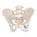 3B Scientific Human Male Pelvis Skeleton Model - 3B Smart Anatomy