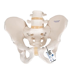 3B Scientific Human Male Pelvis Skeleton Model - 3B Smart Anatomy