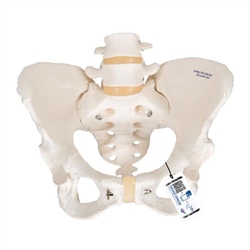 3B Scientific Human Female Pelvic Skeleton Model - 3B Smart Anatomy
