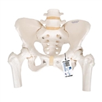 3B Scientific Human Pelvis Skeleton Model, Female with Movable Femur Heads - 3B Smart Anatomy