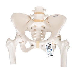 3B Scientific Human Pelvis Skeleton Model, Female with Movable Femur Heads - 3B Smart Anatomy