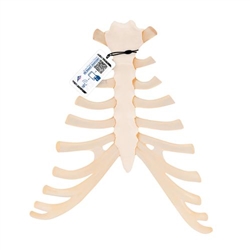 3B Scientific Human Sternum Model with Rib Cartilage - 3B Smart Anatomy