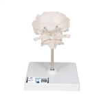 3B Scientific Atlas & Axis Model with Occipital Plate, Wire Mounted, on Removable Stand - 3B Smart Anatomy