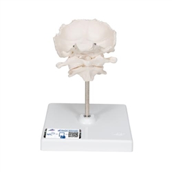 3B Scientific Atlas & Axis Model with Occipital Plate, Wire Mounted, on Removable Stand - 3B Smart Anatomy