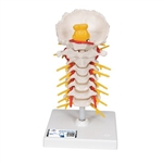 3B Scientific Cervical Human Spinal Column Model - 3B Smart Anatomy