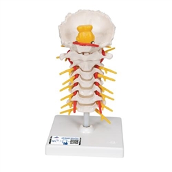 3B Scientific Cervical Human Spinal Column Model - 3B Smart Anatomy