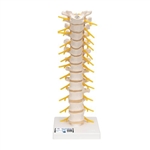 3B Scientific Thoracic Human Spinal Column Model - 3B Smart Anatomy