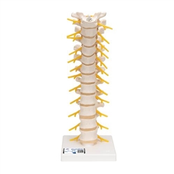 3B Scientific Thoracic Human Spinal Column Model - 3B Smart Anatomy