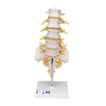 3B Scientific Lumbar Human Spinal Column Model - 3B Smart Anatomy