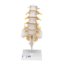3B Scientific Lumbar Human Spinal Column Model - 3B Smart Anatomy