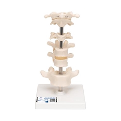 3B Scientific Model of 6 Human Vertebrae, Mounted on Stand (Atlas, Axis, Cervical, 2x Thoracic, Lumbar) - 3B Smart Anatomy