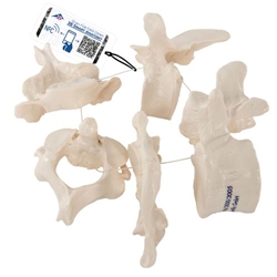 3B Scientific 5 Human Vertebrae, Loosely Threaded on Nylon (Atlas, Axis, Cervical, Thoracic, Lumbar) - 3B Smart Anatomy