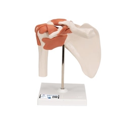 3B Scientific Functional Human Shoulder Joint - 3B Smart Anatomy