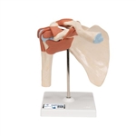 3B Scientific Deluxe Functional Human Shoulder Joint, Physiological Movable - 3B Smart Anatomy