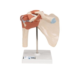 3B Scientific Deluxe Functional Human Shoulder Joint, Physiological Movable - 3B Smart Anatomy