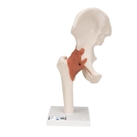 3B Scientific Functional Human Hip Joint Model - 3B Smart Anatomy