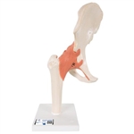 3B Scientific Functional Human Hip Joint Model with Ligaments & Marked Cartilage - 3B Smart Anatomy