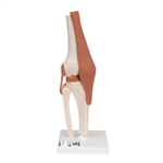 3B Scientific Functional Human Knee Joint Model with Ligaments - 3B Smart Anatomy