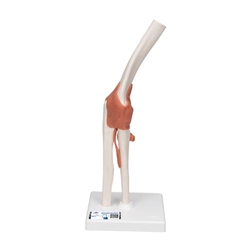 3B Scientific Functional Human Elbow Joint Model with Ligaments - 3B Smart Anatomy